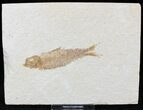Bargain Knightia Fossil Fish - Wyoming #22291-1